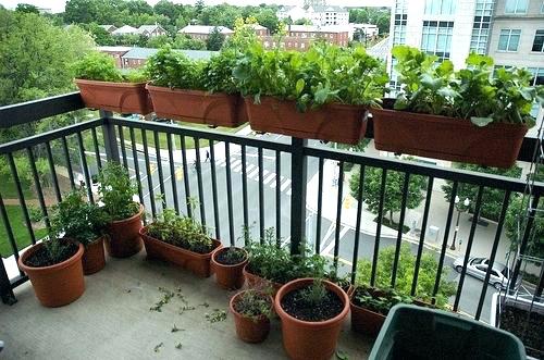 How to Beautify Your Balcony with Plants? - Ferns N Petals