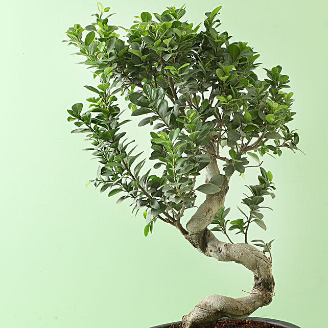 Ficus S Shaped Bonsai Plant In Ceramic Pot Gift S Shaped Bonsai Plant