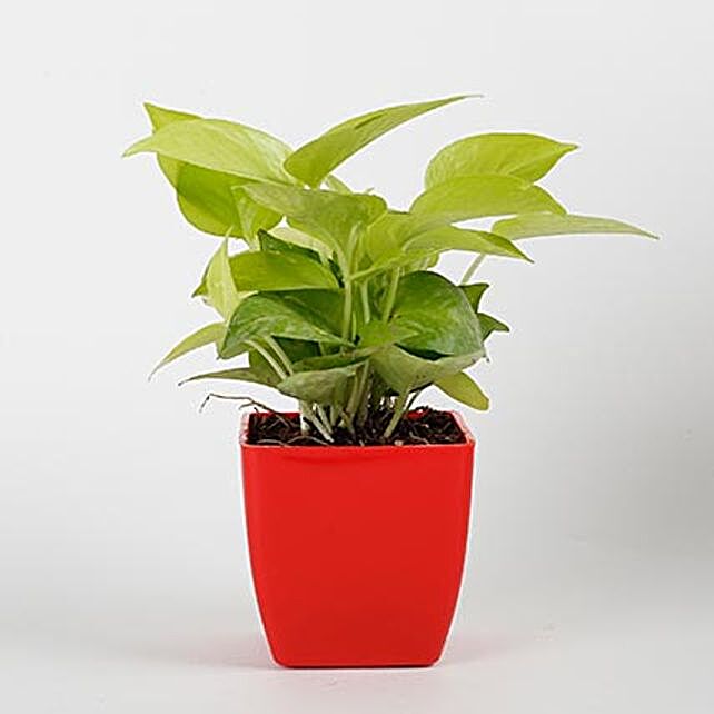 Money Plant Buy Feng Shui Money Plant Online Ferns N Petals - golden money plant in red imported plastic pot money tree