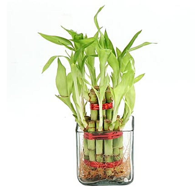 Send Gifts To Chennai 249 Online Gifts Delivery In Chennai Ferns - good luck two layer bamboo plant chennai gifts