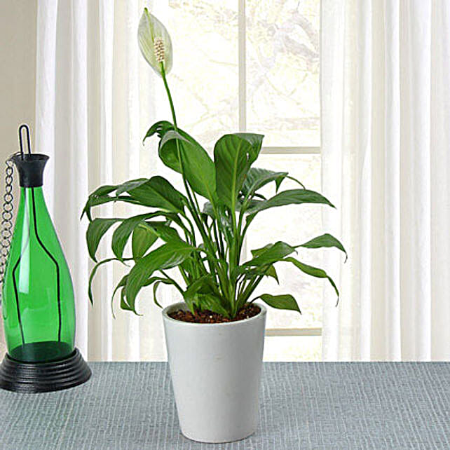 Potted Plants Online Outdoor India Ferns N Petals Potted Peace Lily Plant Plants