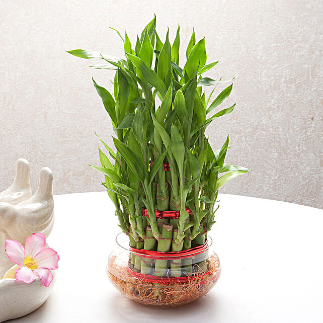 Bamboo Plants Lucky Bamboo Plant Online India Ferns N Petals