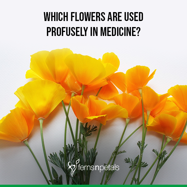 Which Flowers Are Used Profusely In Medicine?
