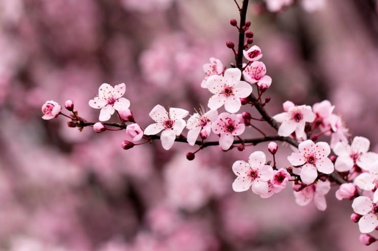 Cherry Blossom Spring Flower