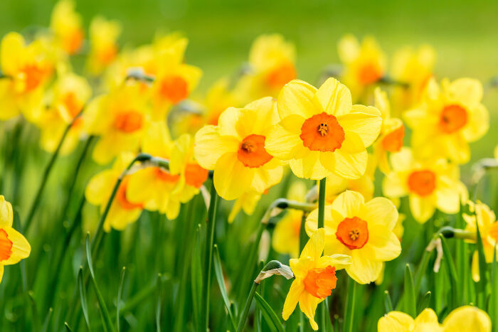 Daffodils Spring Flower