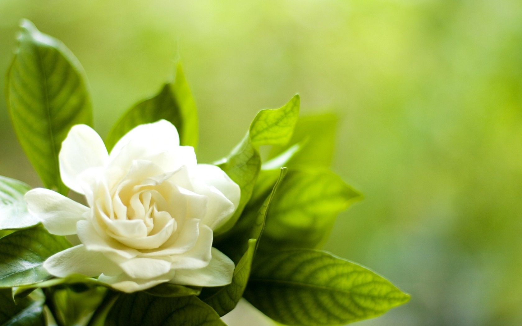 Gardenia Spring Flower