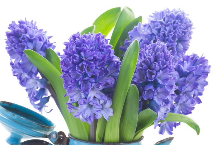 Hyacinth Spring Flower