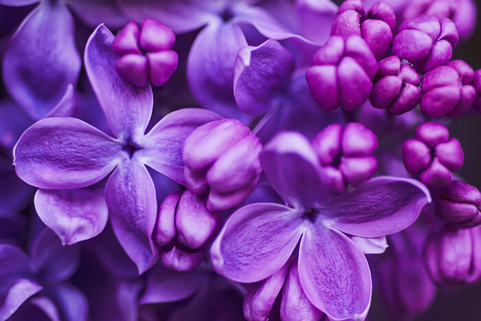 Lilac Spring Flowers