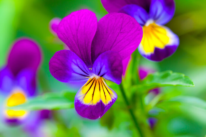 Pansy Spring Flower