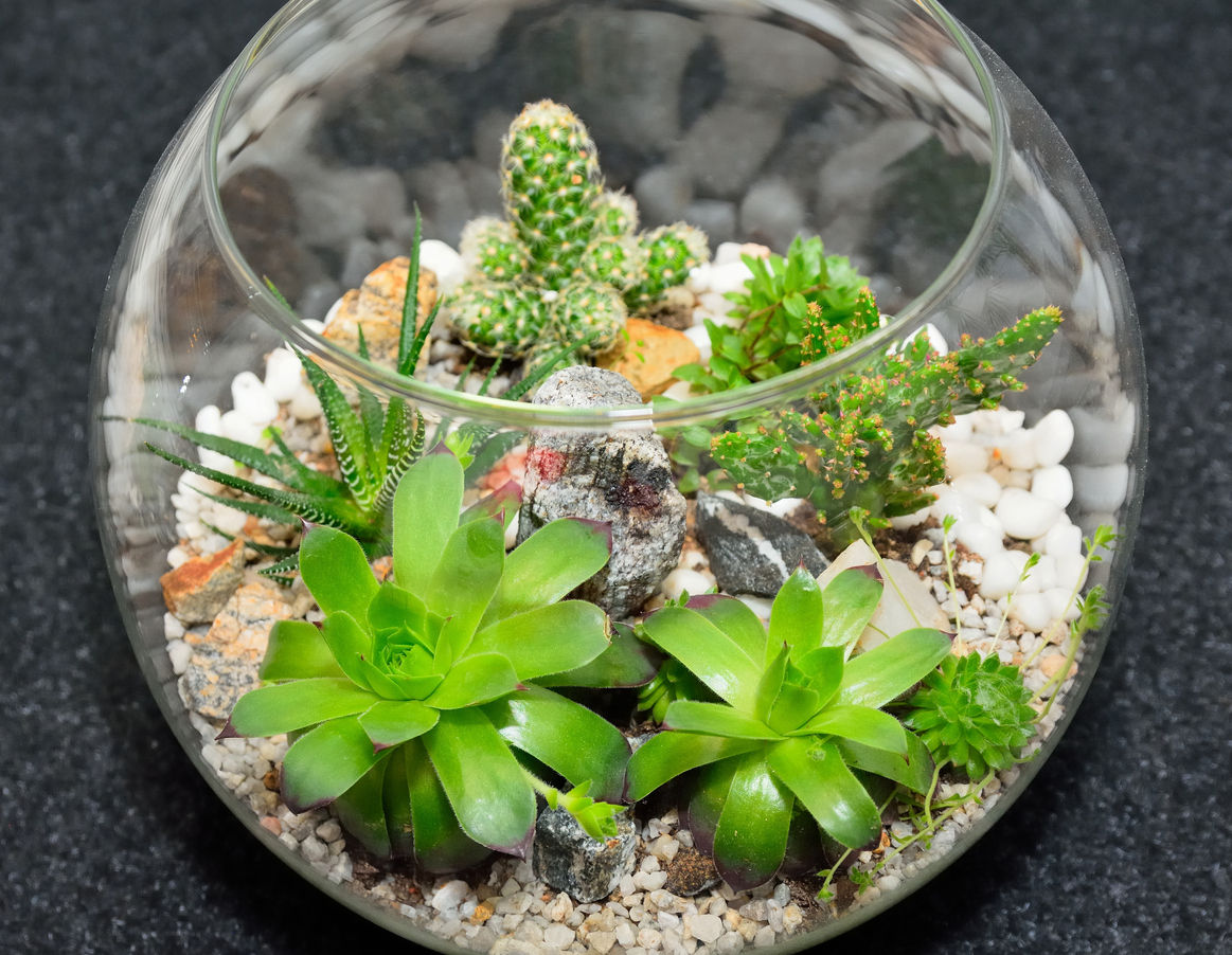 Terrarium