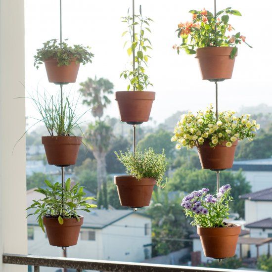 Hanging Plants