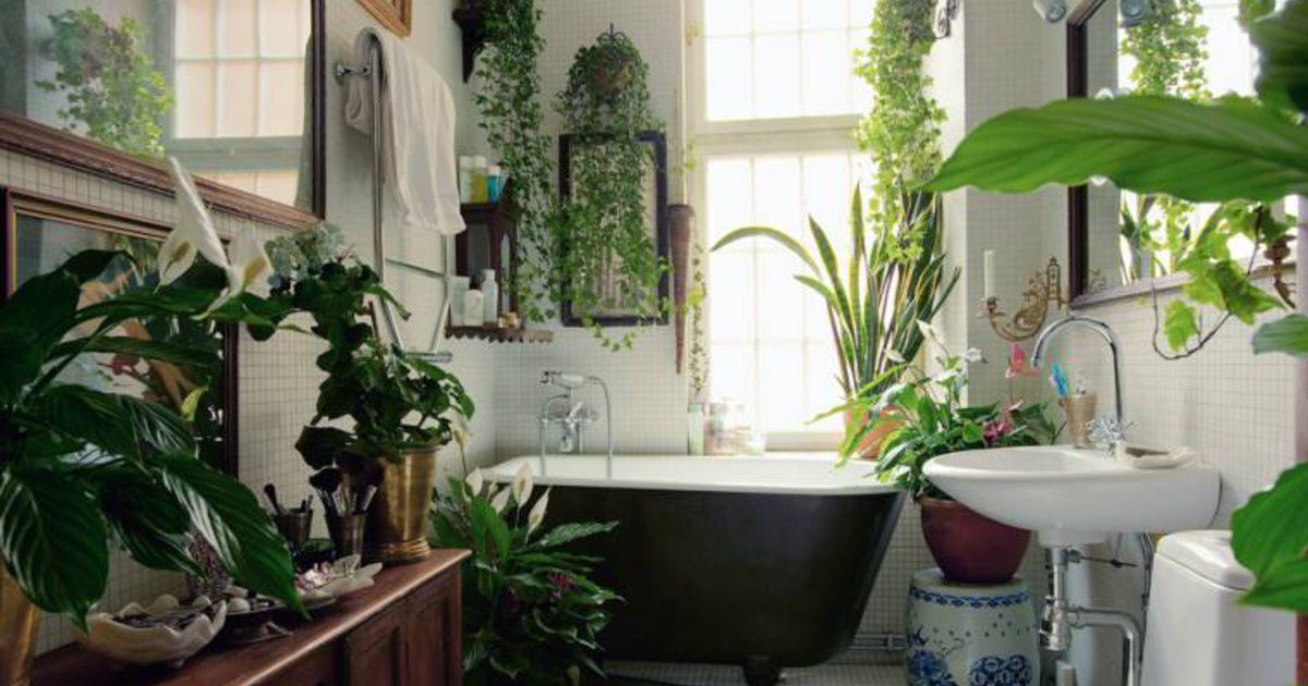 Plants inside bathroom