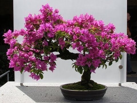 The Best Bonsai Plants for Home or Office - Ferns N Petals