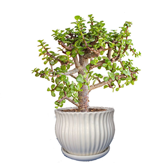 The Best Bonsai Plants for Home or Office - Ferns N Petals