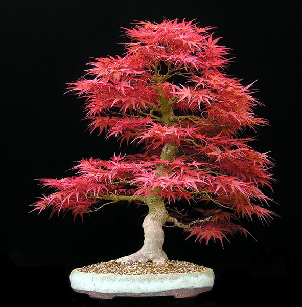 The Best Bonsai Plants For Home Or Office Ferns N Petals