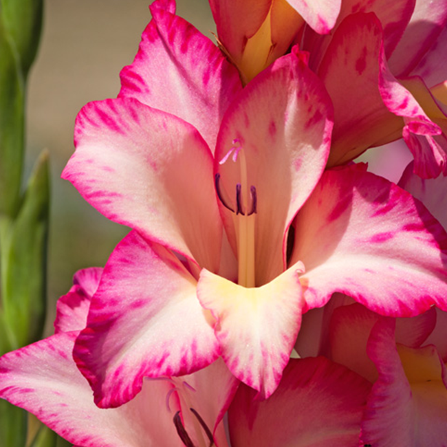 Which Flowers Are Popular In The USA Ferns N Petals