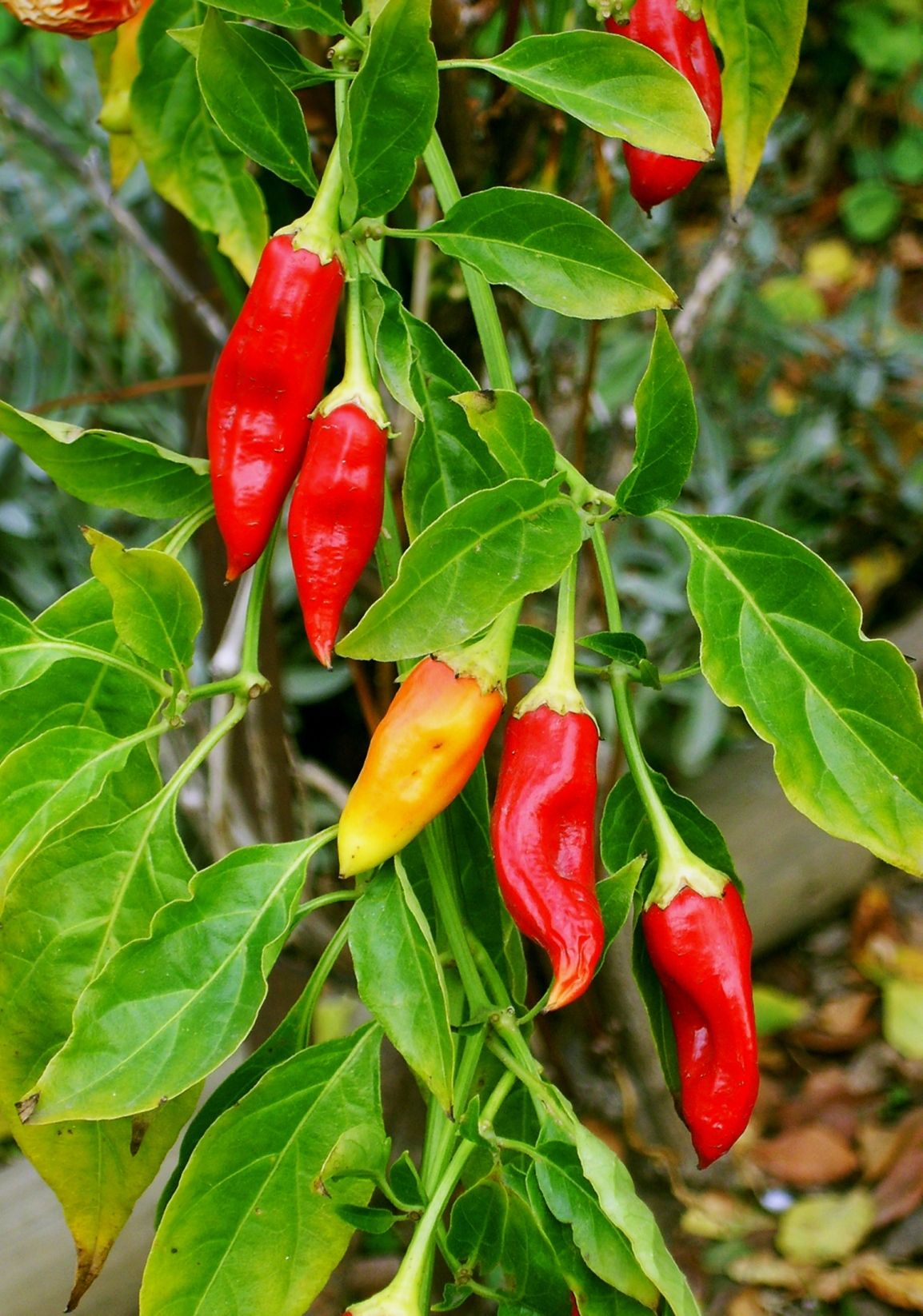 Cayenne Peppers for Aries