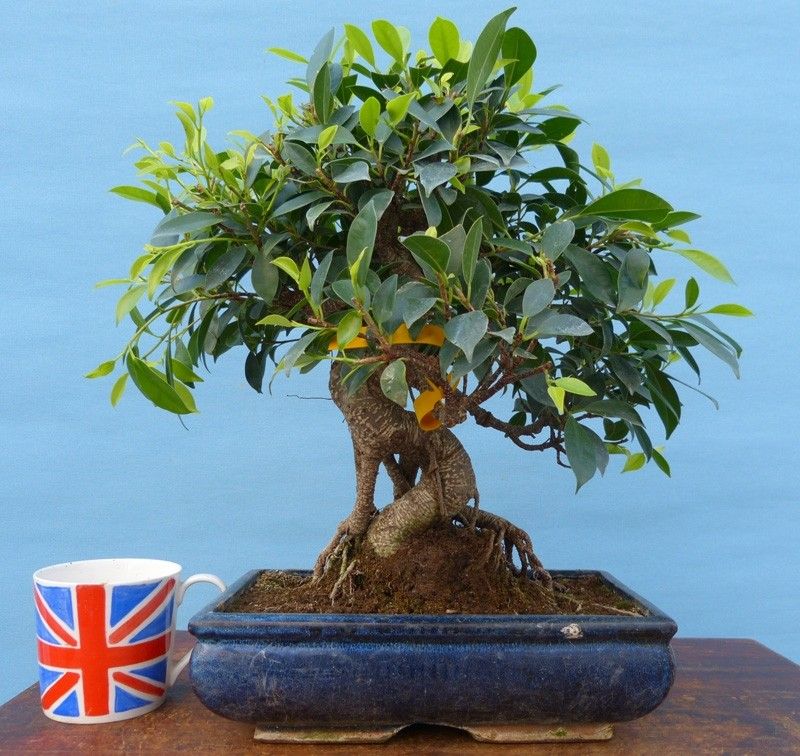 How to grow and maintain indoor and outdoor bonsai trees