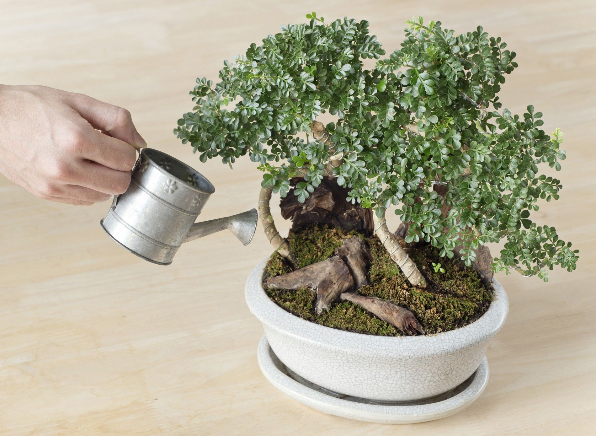 Watering the Bonsai