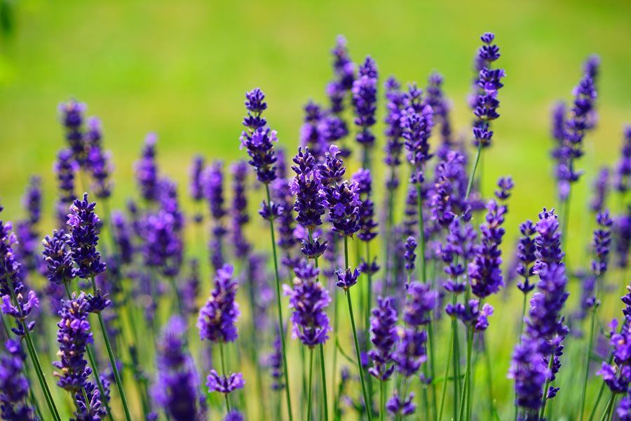 Lavender for Gemini