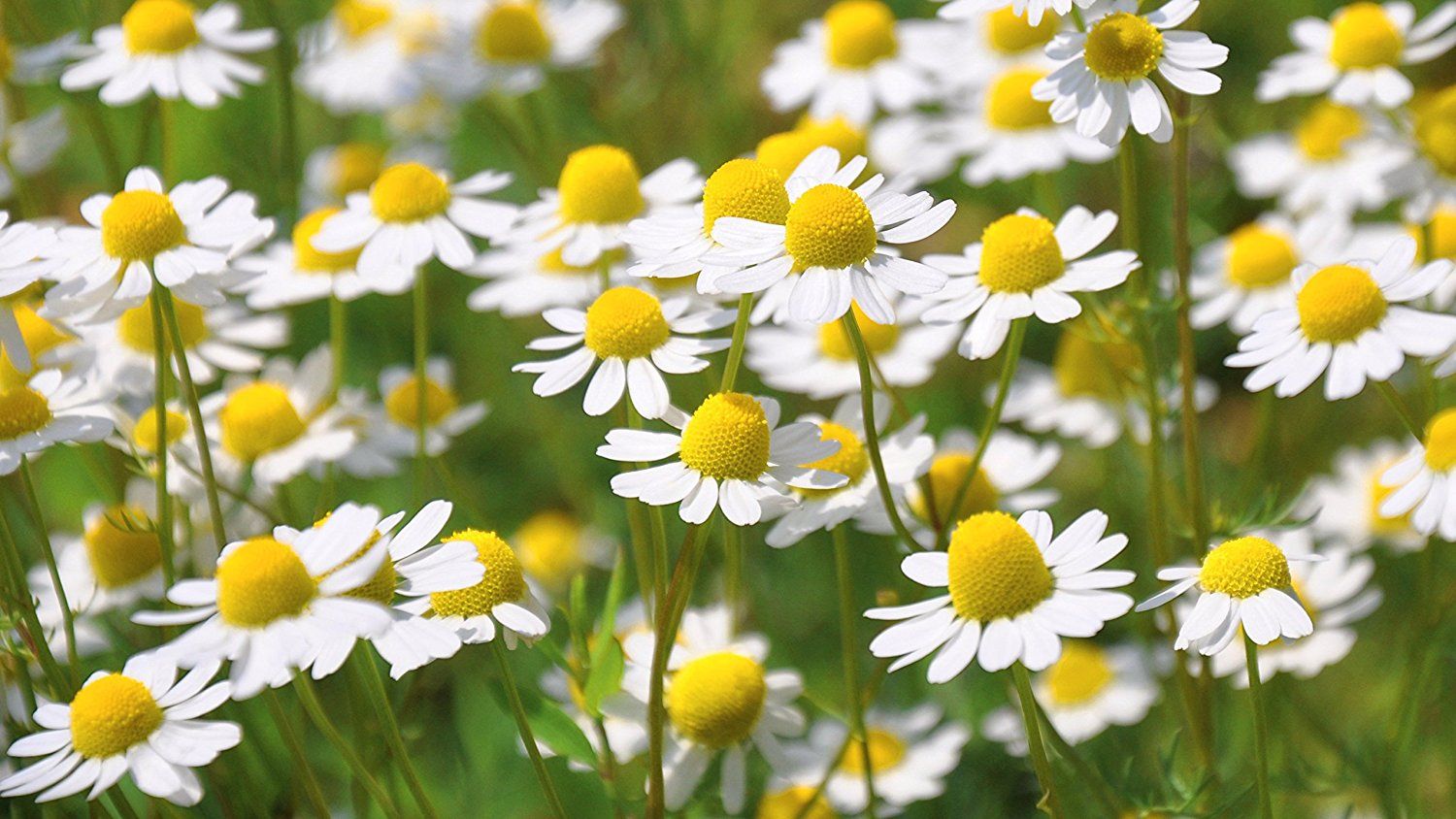 Chamomile for Leo