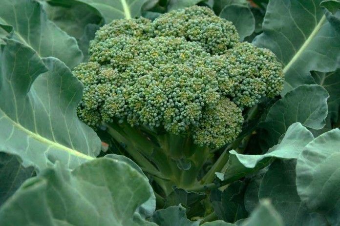 Broccoli for Libra