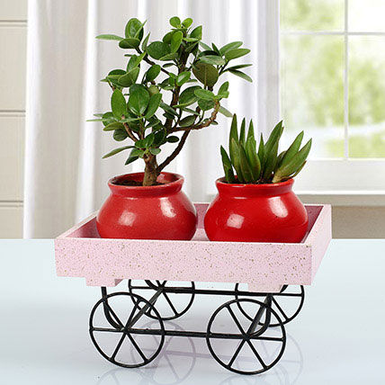 Ficus Dwarf & Aloe Vera in a Trolley