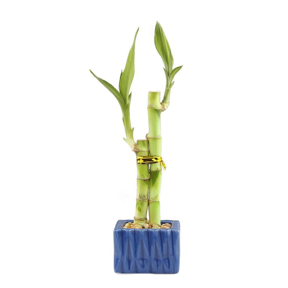 Lucky Bamboo - Individual Bamboo Sticks from ; Our lucky  bamboo stalks are selected from the Taiwan species which are stronger and  thicker when compared to the more commonly sold China species.