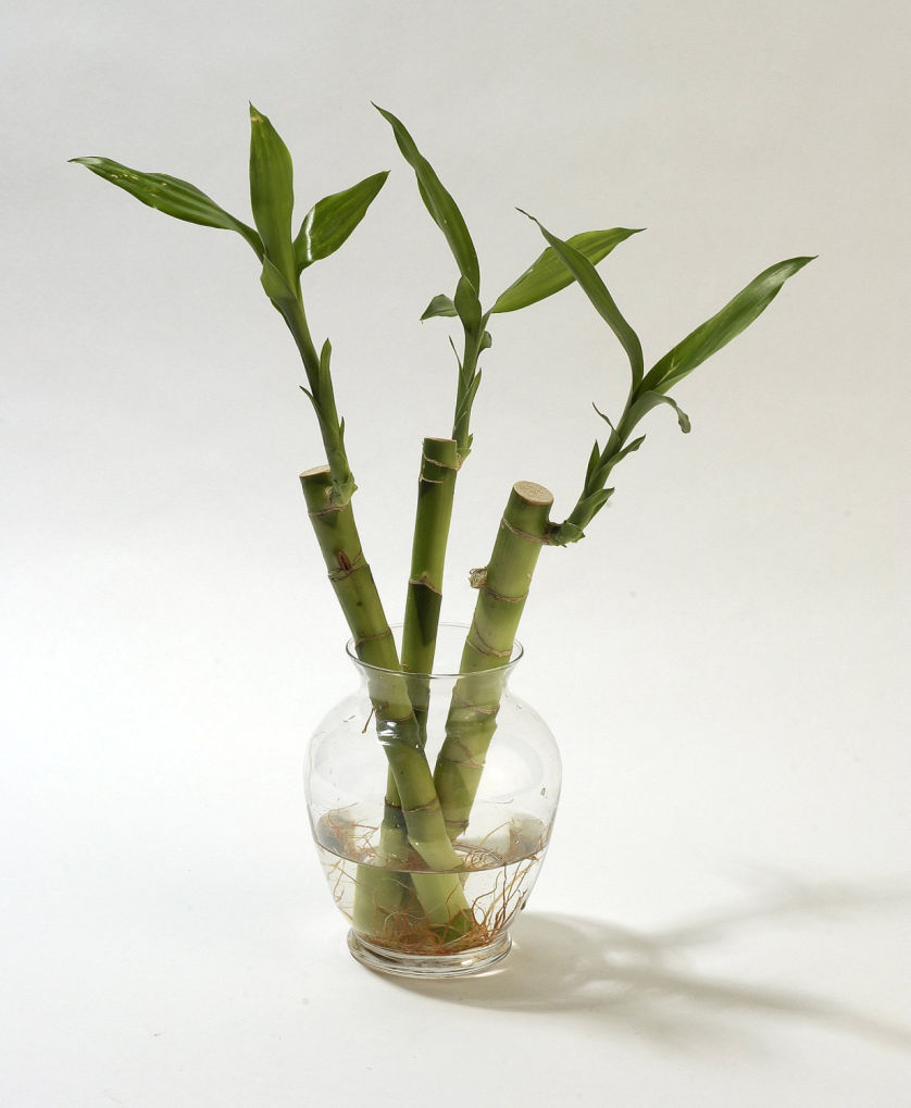 3 Stalks Lucky Bamboo