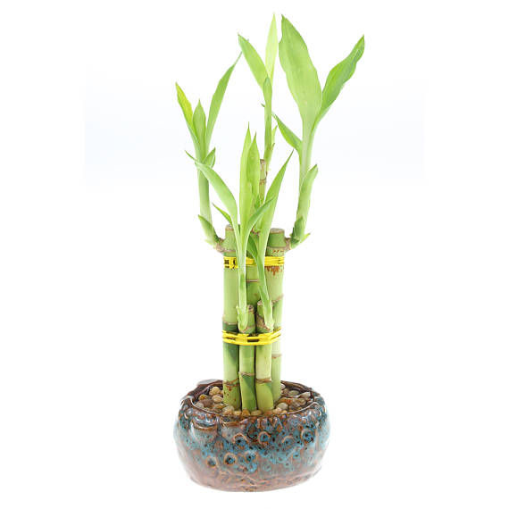 5 Stalks Lucky Bamboo