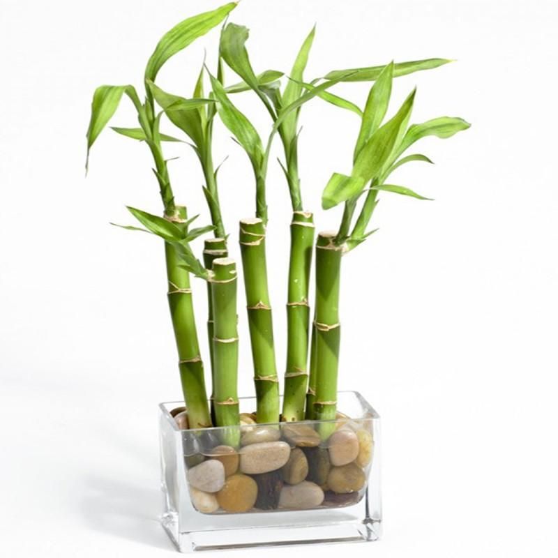 6 Stalks Lucky Bamboo