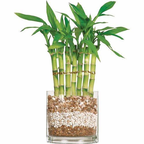 7 Stalks Lucky Bamboo