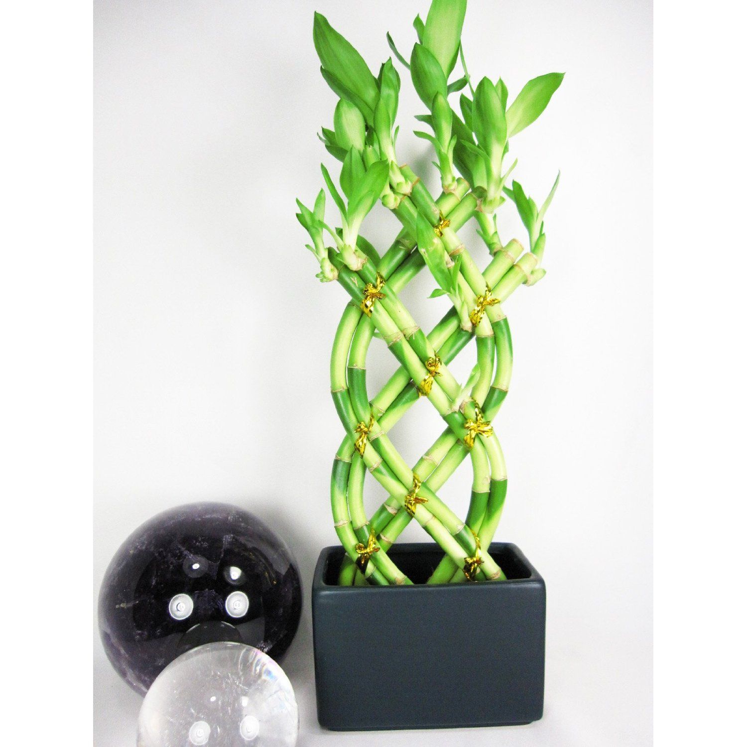 Lucky Bamboo - Individual Bamboo Sticks from ; Our lucky  bamboo stalks are selected from the Taiwan species which are stronger and  thicker when compared to the more commonly sold China species.