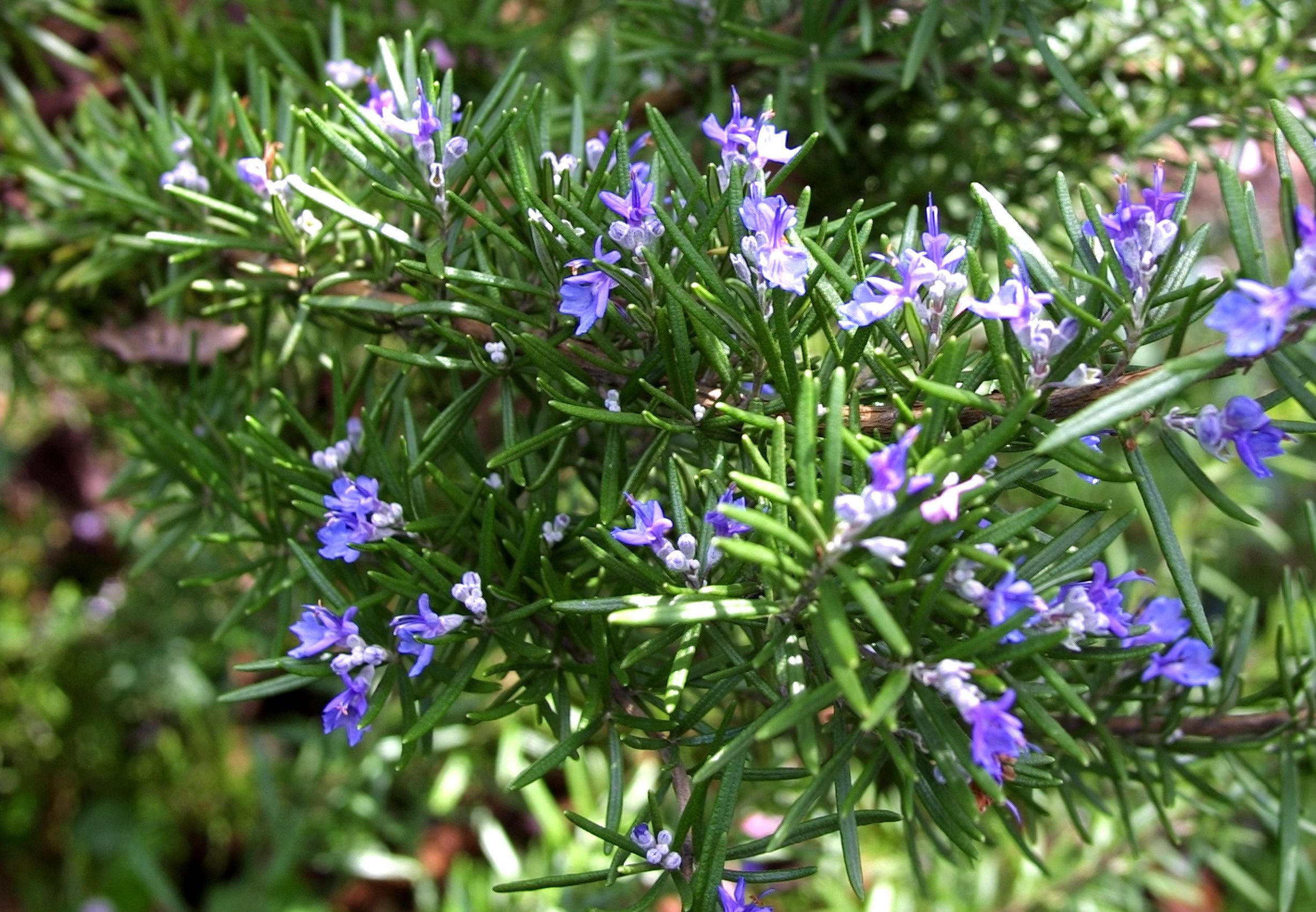 Rosemary Herb