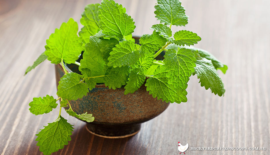 Lemon Balm