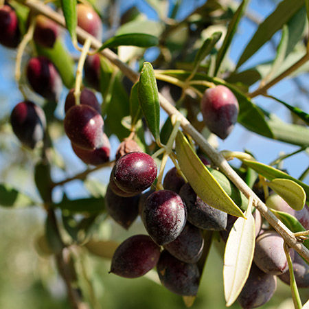 Olives for Sagittarius