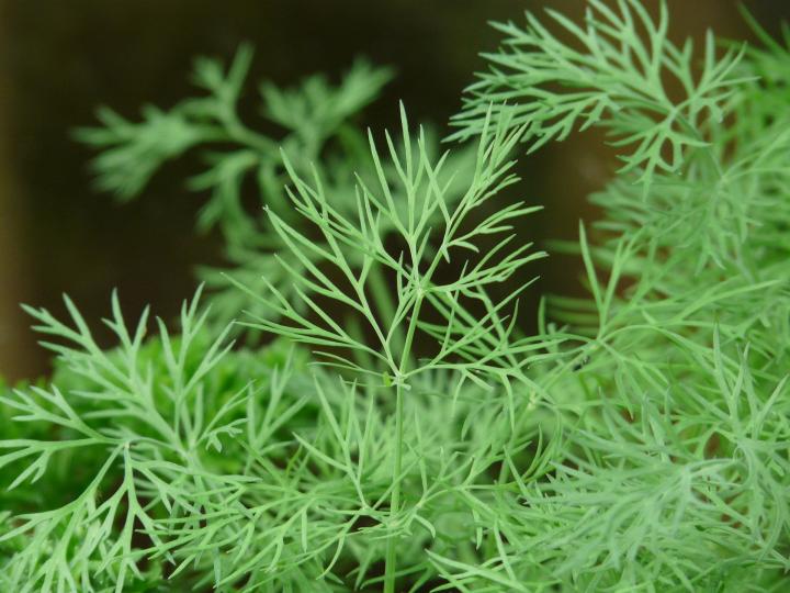 Dill for Virgo