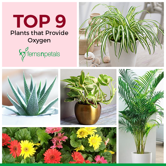 What Indoor Plant Produces The Most Oxygen