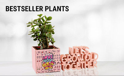 Bestsellers
