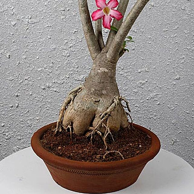 Beautiful Desert Rose Bonsai Plant Gift flowering bonsai plant Ferns N Petals