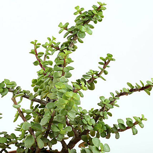 Beautiful Jade Plant | Gift Succulent Plants Online - Ferns N Petals