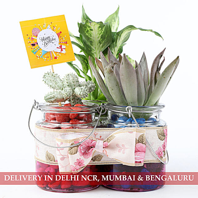 Buy Plants For Birthday Birthday Plant Online Ferns N Petals - plant in 3 hanging glass jars birthday