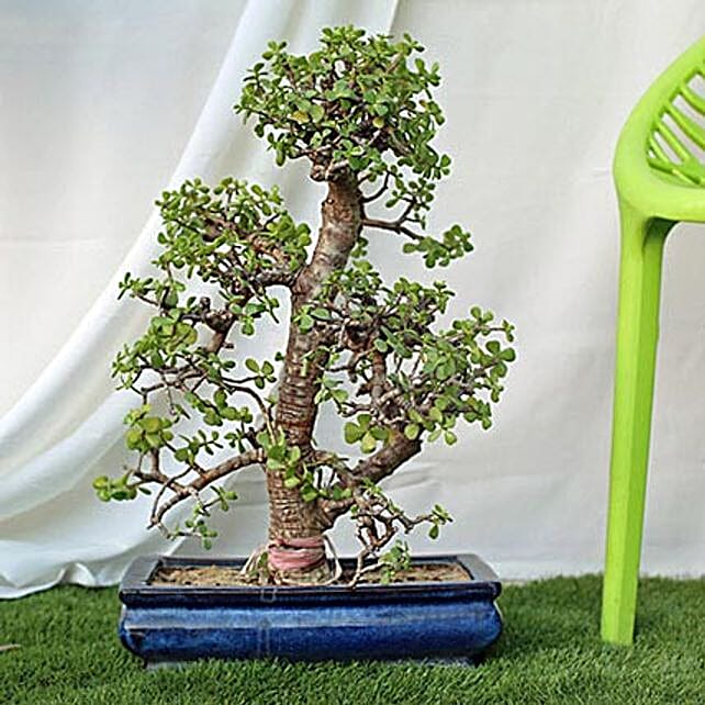 Exquisite Jade Bonsai Plant Gift Jade bonsai plant with vase Ferns