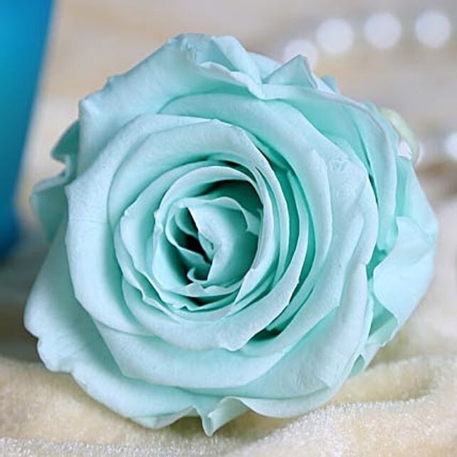 Forever Sky Blue Rose