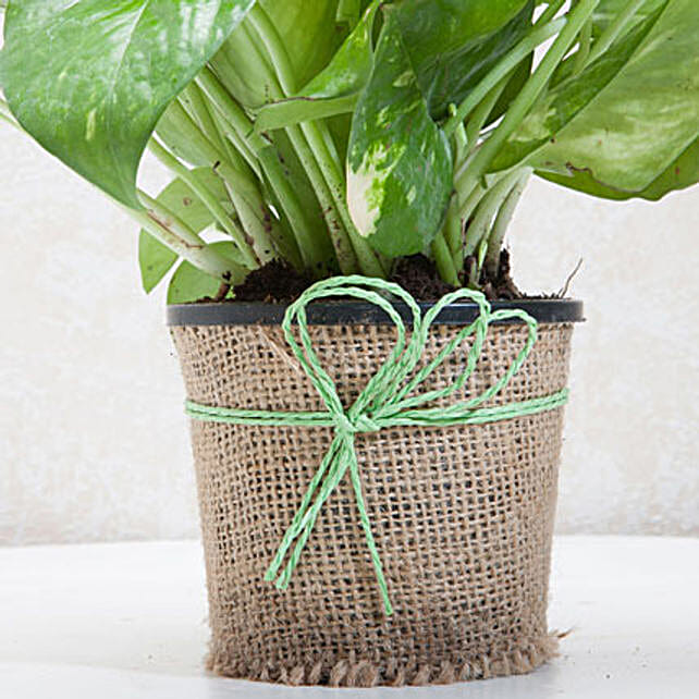 Gift Money Plant for Prosperity Gift Money plant in a vase plants