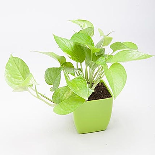 Money Plant Buy Feng Shui Money Plant Online Ferns N Petals - lovely golden money plant for home