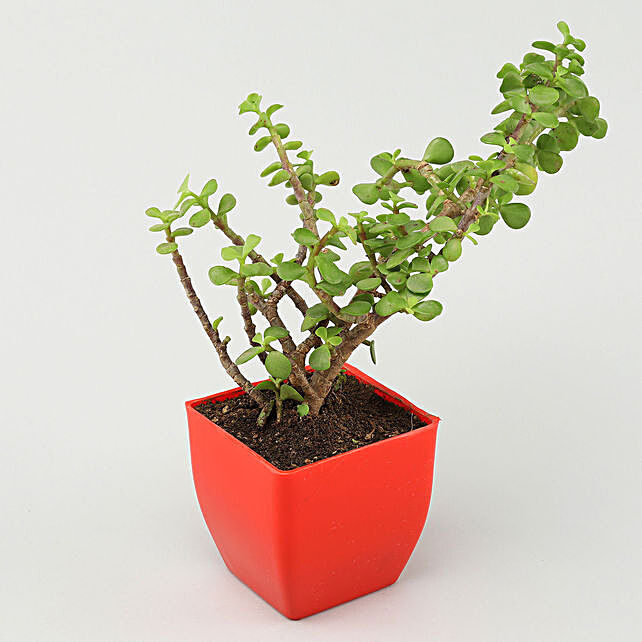 Buy Send Jade Plant In Red Pot Online Ferns N Petals