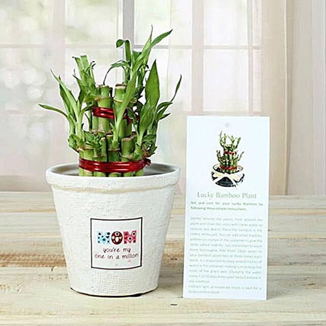 Good Luck Plant Online Lucky Plant Ferns N Petals