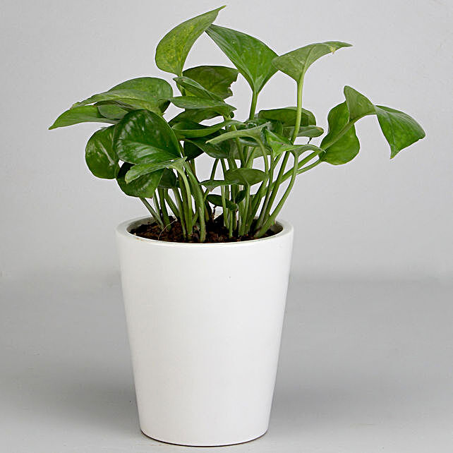 Money Plant in White Ceramic Pot | Gift Money Plant for ...