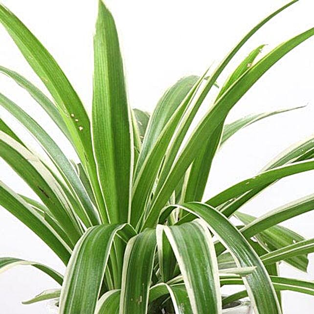 Potted Spider Plant | Gift Spider plant in a ceramic vase - Ferns N Petals